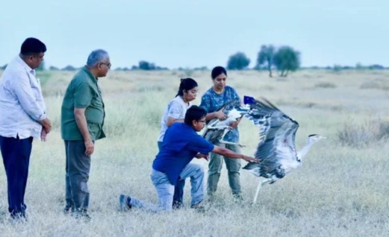 Great Indian Bustard rewilding