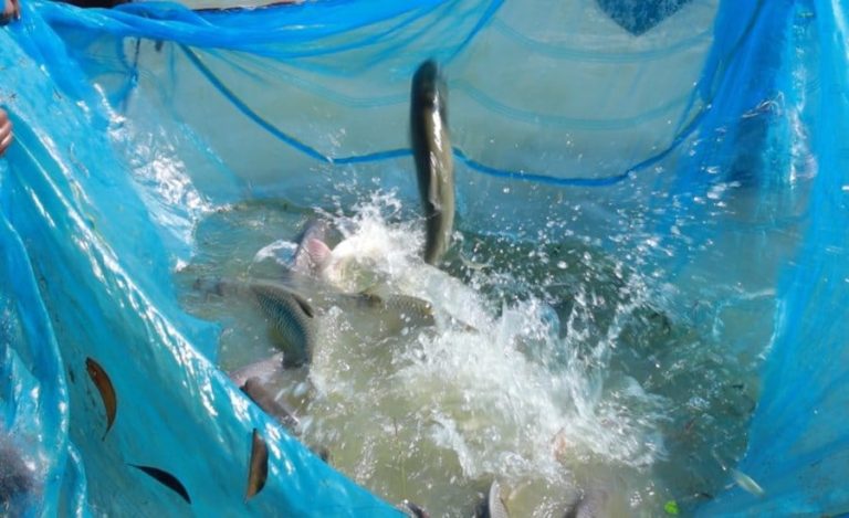 bihar fish farming