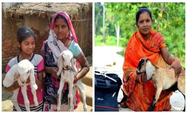 bihar goat farming